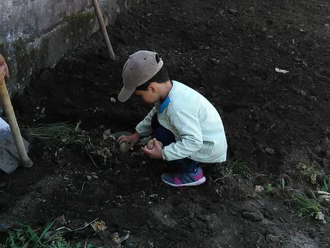 Semeando as batatas na nossa pequena horta que o senhor Óscar (funcionário da Junta de Freguesia) estava a cavar.